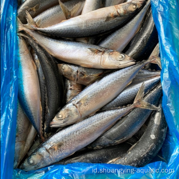Hot Saling Pacific Mackerel dalam 8-10pcs/kg dengan disesuaikan